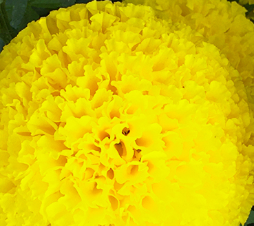 Superior Yellow