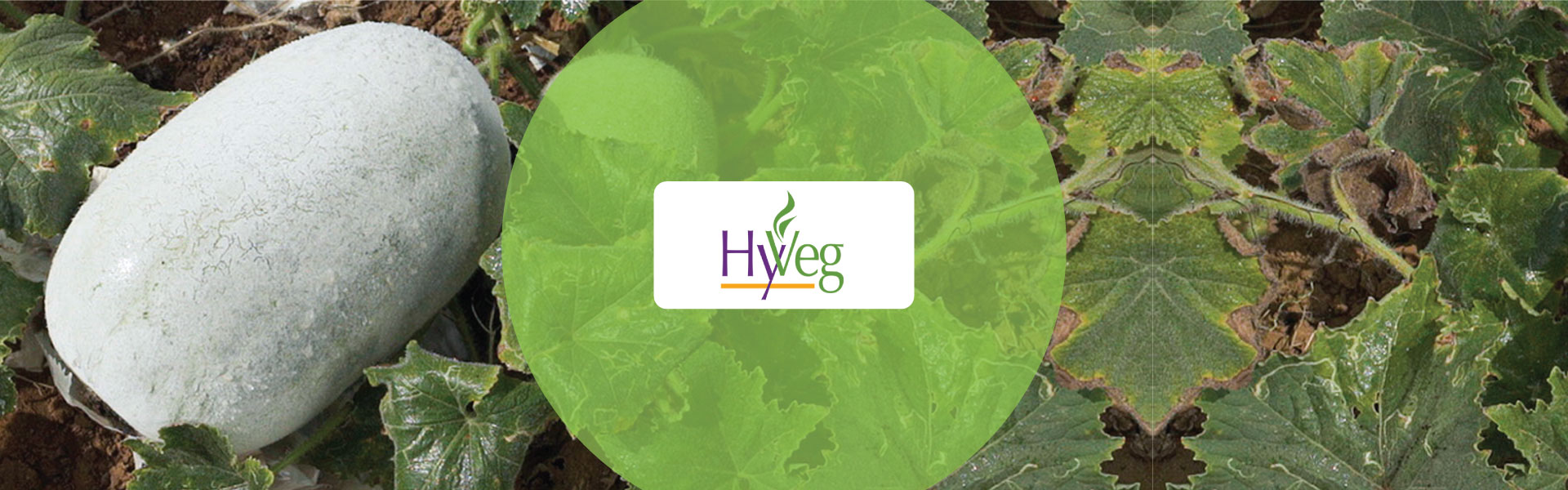 Wax Gourd ACSEN HyVeg